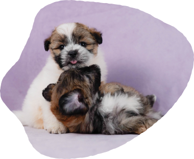 この子となら、毎日がいとしいあなたに寄り添う「うちの子」がきっと見つかる