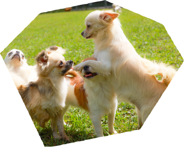 この子となら、毎日がいとしいあなたに寄り添う「うちの子」がきっと見つかる