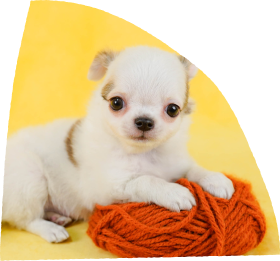 この子となら、毎日がいとしいあなたに寄り添う「うちの子」がきっと見つかる