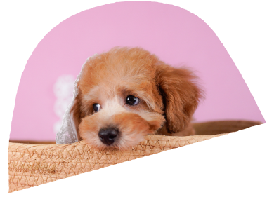 この子となら、毎日がいとしいあなたに寄り添う「うちの子」がきっと見つかる