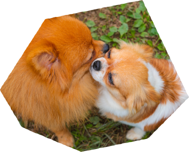 この子となら、毎日がいとしいあなたに寄り添う「うちの子」がきっと見つかる