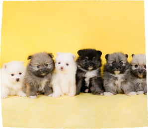 この子となら、毎日がいとしいあなたに寄り添う「うちの子」がきっと見つかる