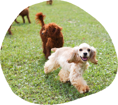 この子となら、毎日がいとしいあなたに寄り添う「うちの子」がきっと見つかる