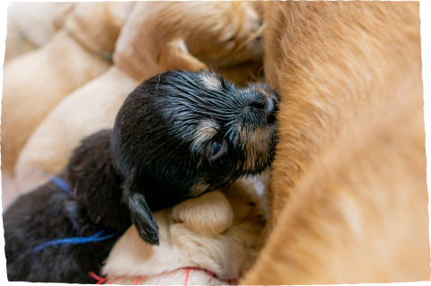 REASON.01 安心の繁殖・飼育環境で、「売れ残り」をうまない組織体制