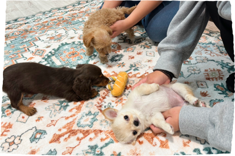 REASON.02 わんちゃんと気軽に会えて、引き取り前の不安を解消できる豊富なタッチポイント