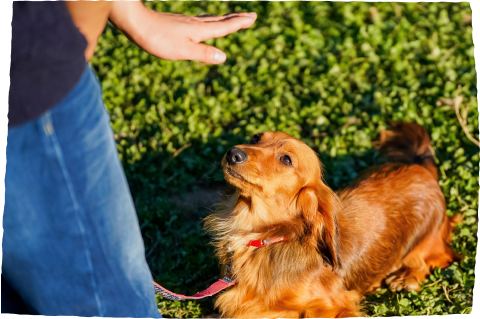 REASON.04 各種保険完備・しつけ相談生涯無料充実のアフターフォロー