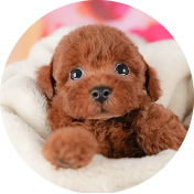 トイ・プードル