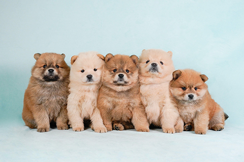 イベント・見学会へのご参加～わんちゃんのご予約