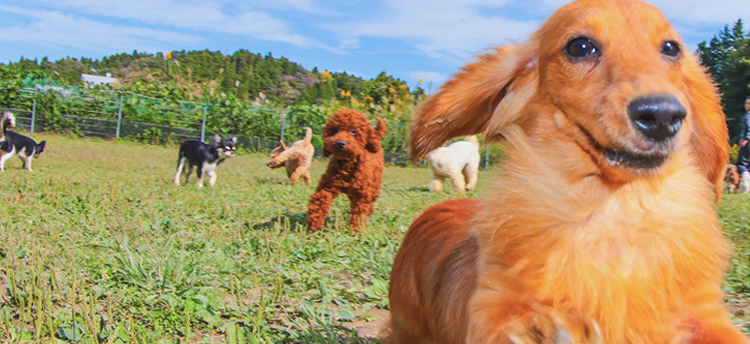 フローエンスの飼育方針