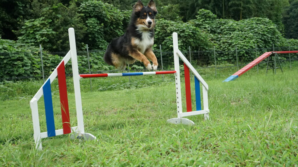 アジリティのハードルを飛ぶ犬