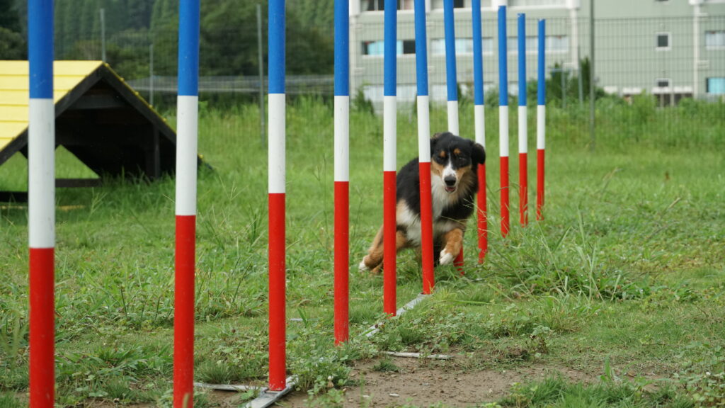 アジリティを楽しむ犬