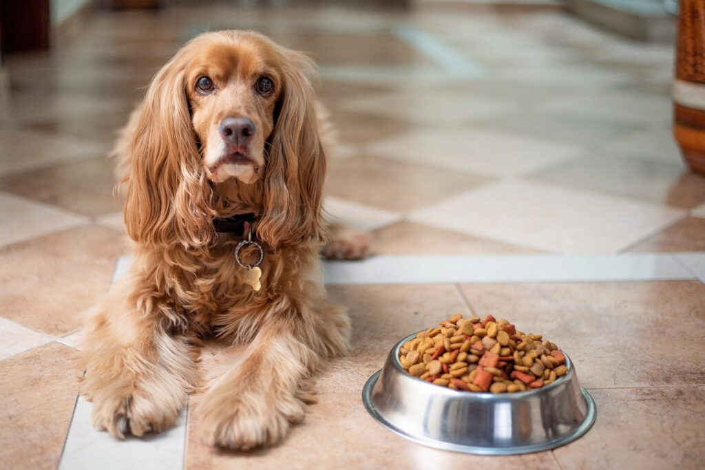 ドッグフードを食べない犬