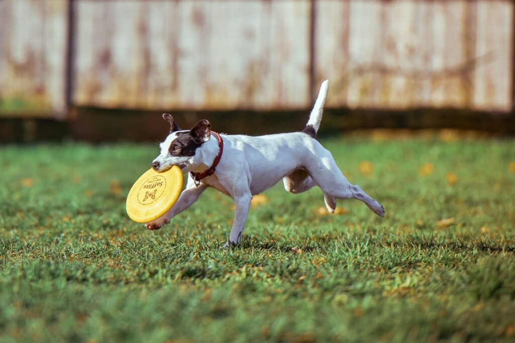 フリスビーを楽しむ犬