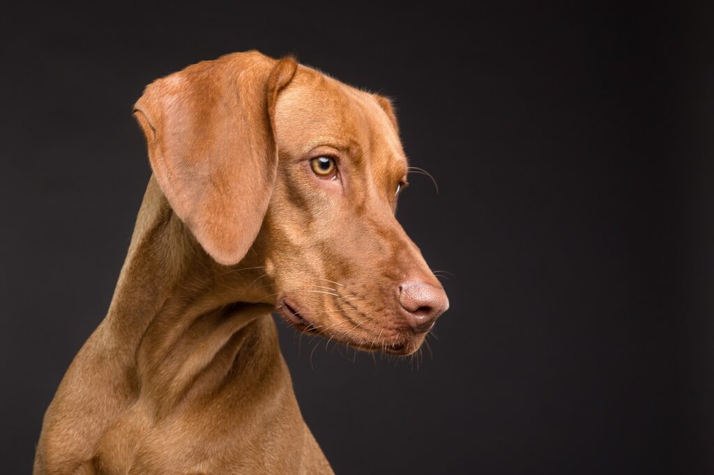 飼い主がいなくなり分離不安になる犬