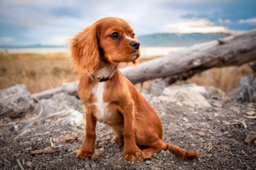 お座りする犬