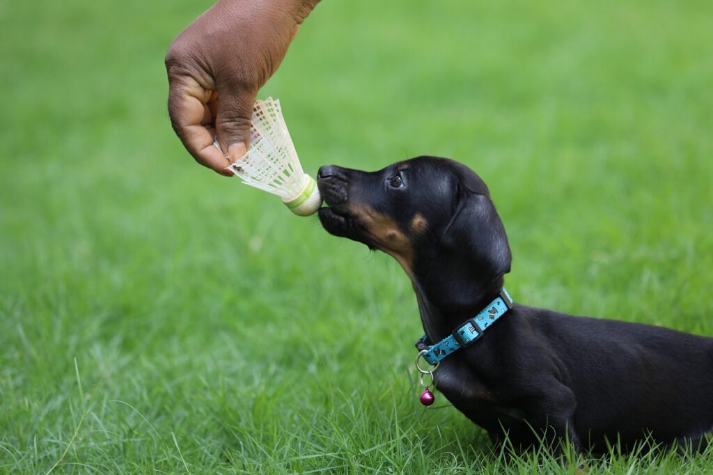 出せの指示でおもちゃを飼い主に渡す犬