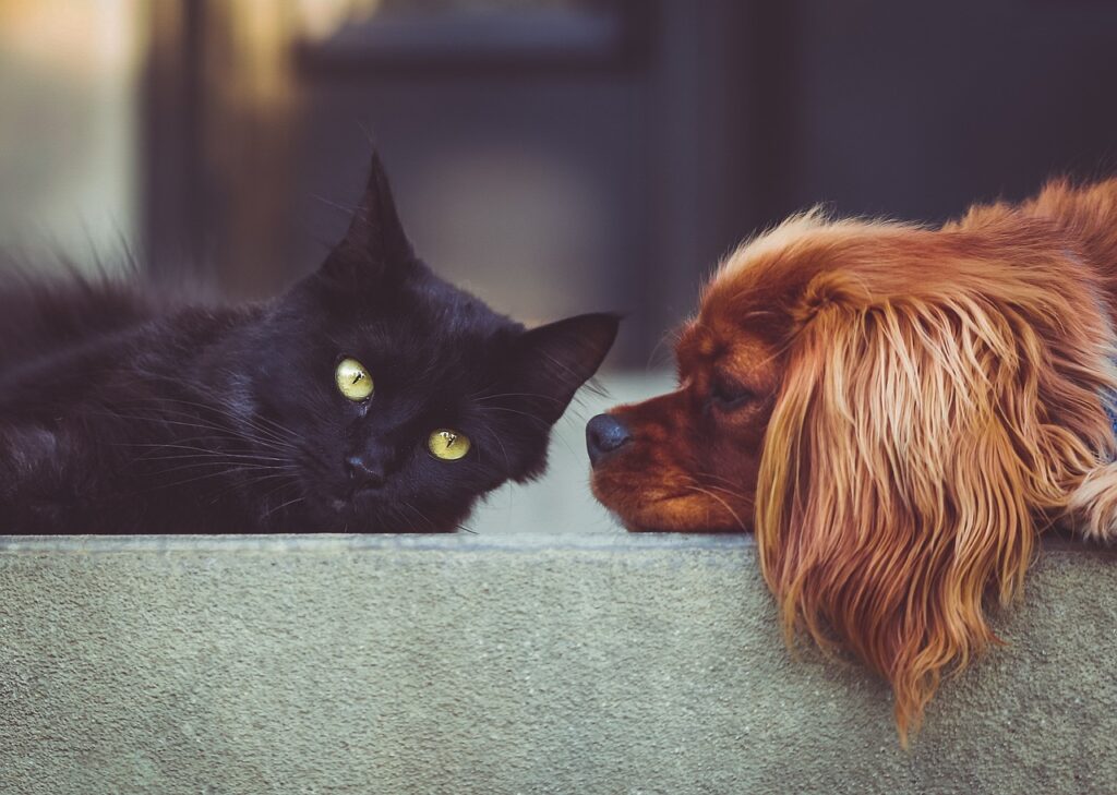 犬と猫が仲良く一緒に暮らしている姿