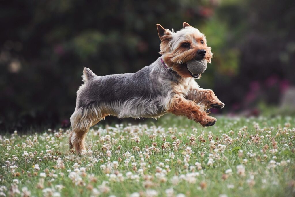 ボールを持ってくる犬