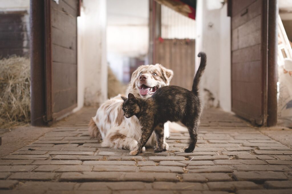 犬と猫が仲良く遊んでいる姿