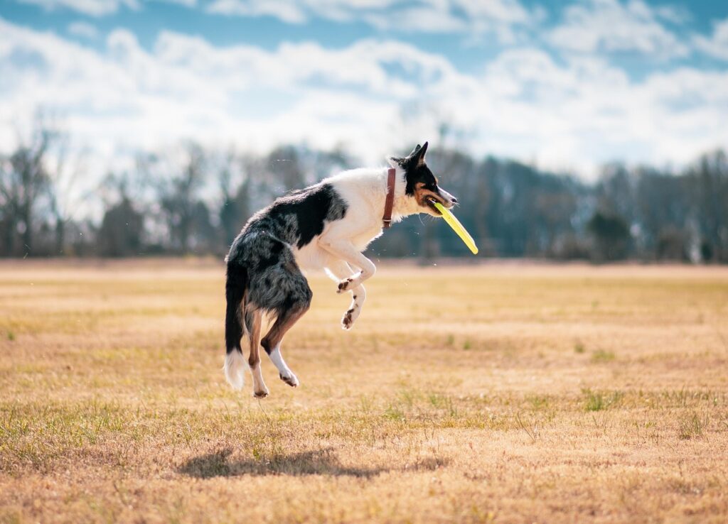 フリスビーを空中でキャッチする犬