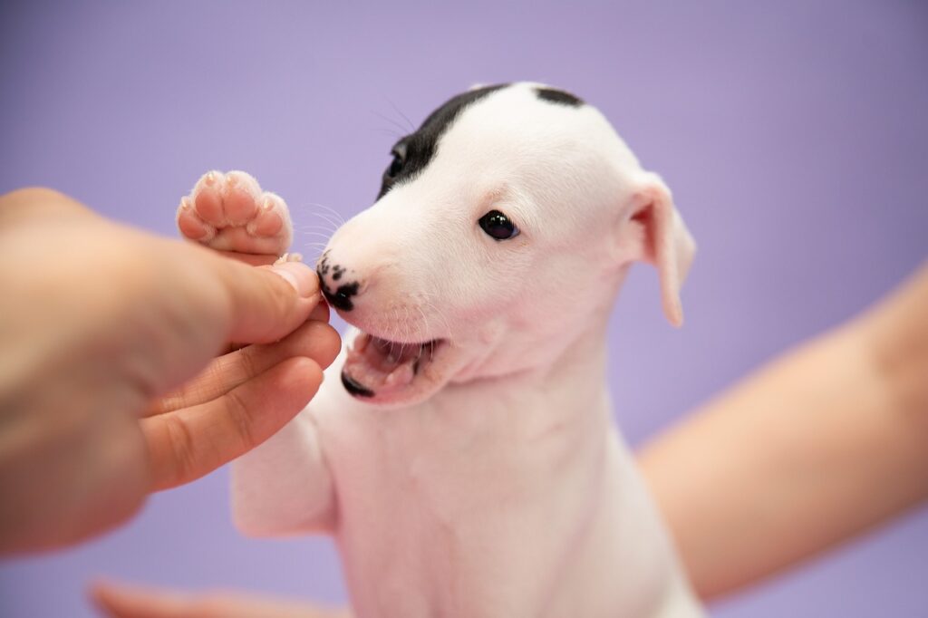 基本トレーニングを始めた子犬