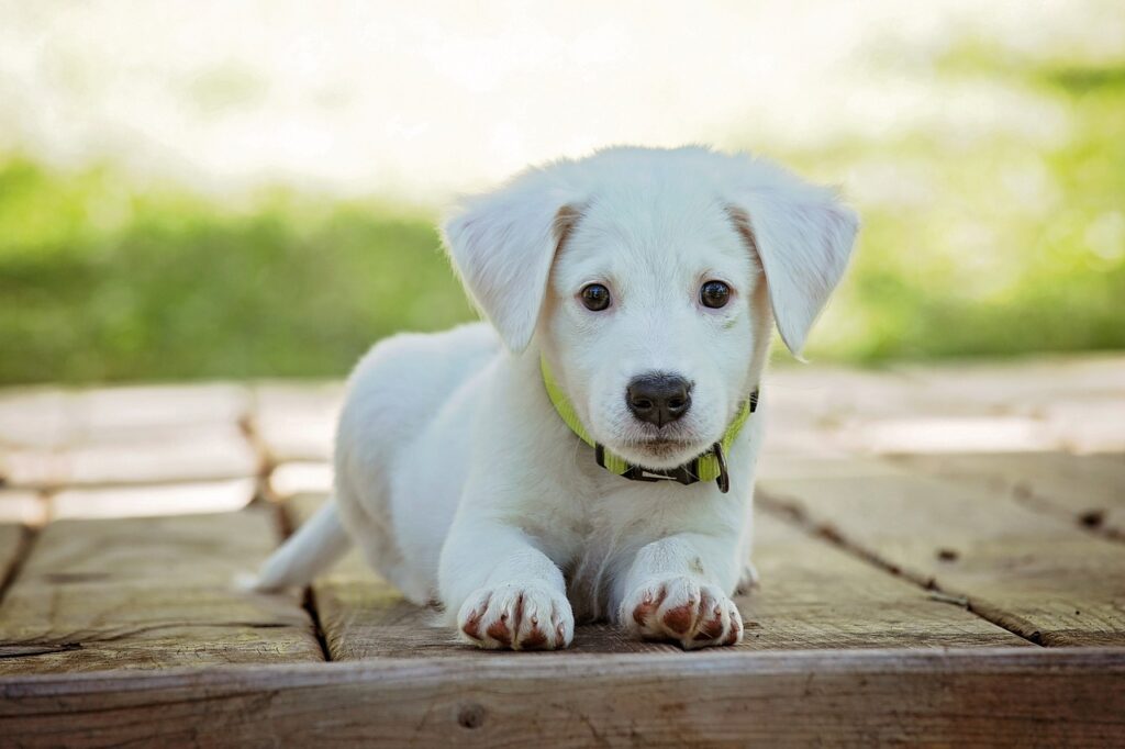 犬のしつけの適切なタイミングは「早ければ早い方がいい」