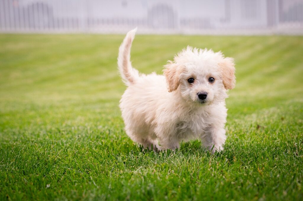 子犬のしつけが上手くできない