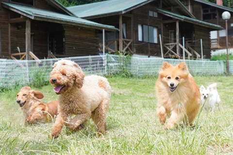 サルビアファーム