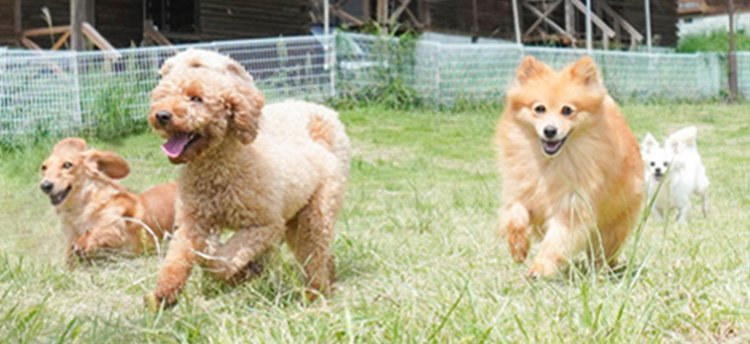 サルビアファーム