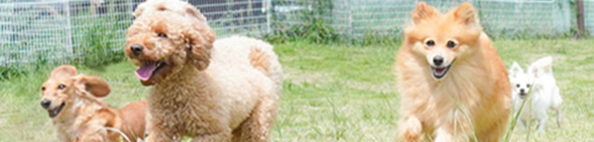 サルビアファーム