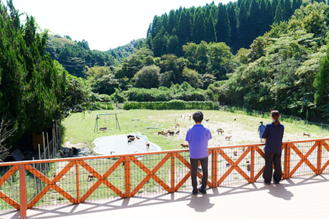 タンポポファーム