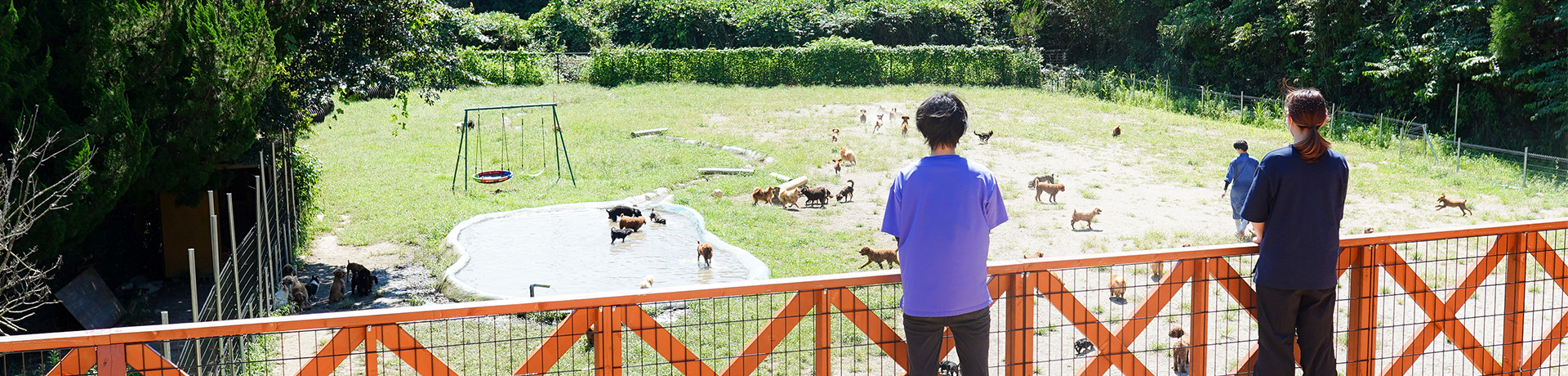 タンポポファーム