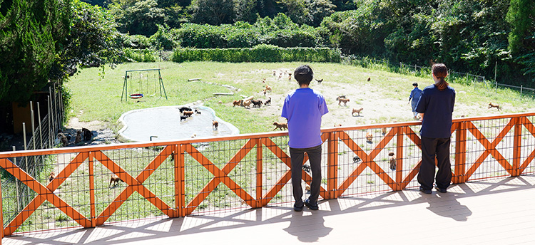 タンポポファーム