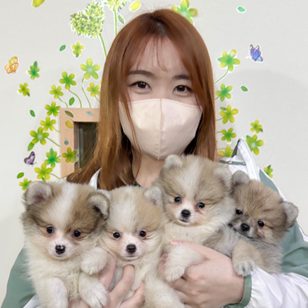 トイ・プードル | 男の子 | レッド | 2026年2月7日