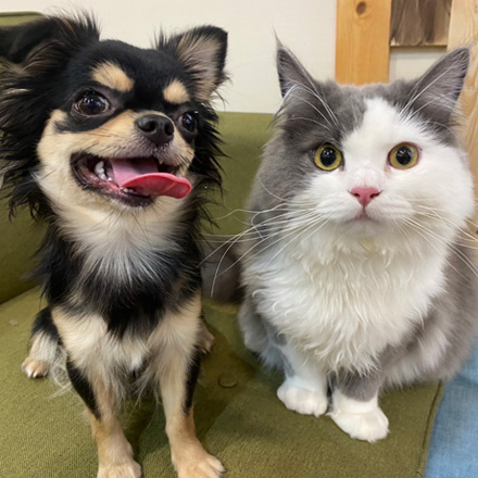 トイ・プードル | 男の子 | レッド | 2026年2月5日