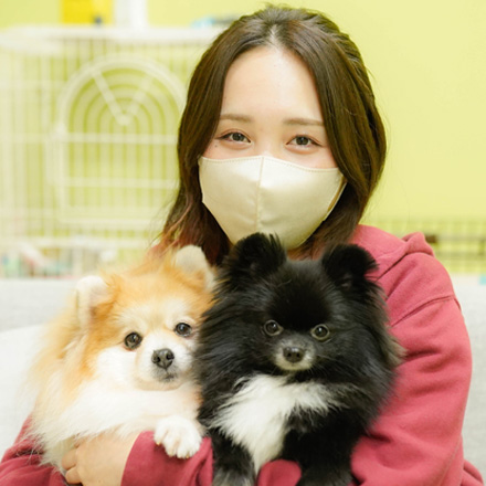 トイ・プードル | 女の子 | レッド | 2026年2月11日