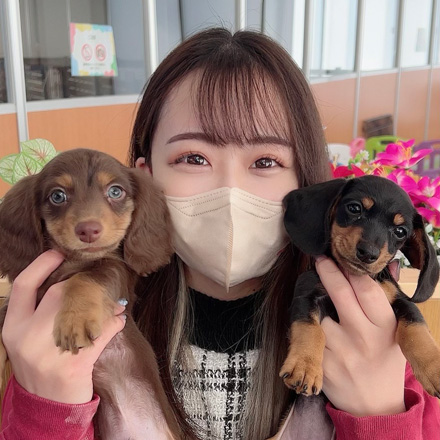 トイ・プードル | 女の子 | アプリコット | 2026年2月11日