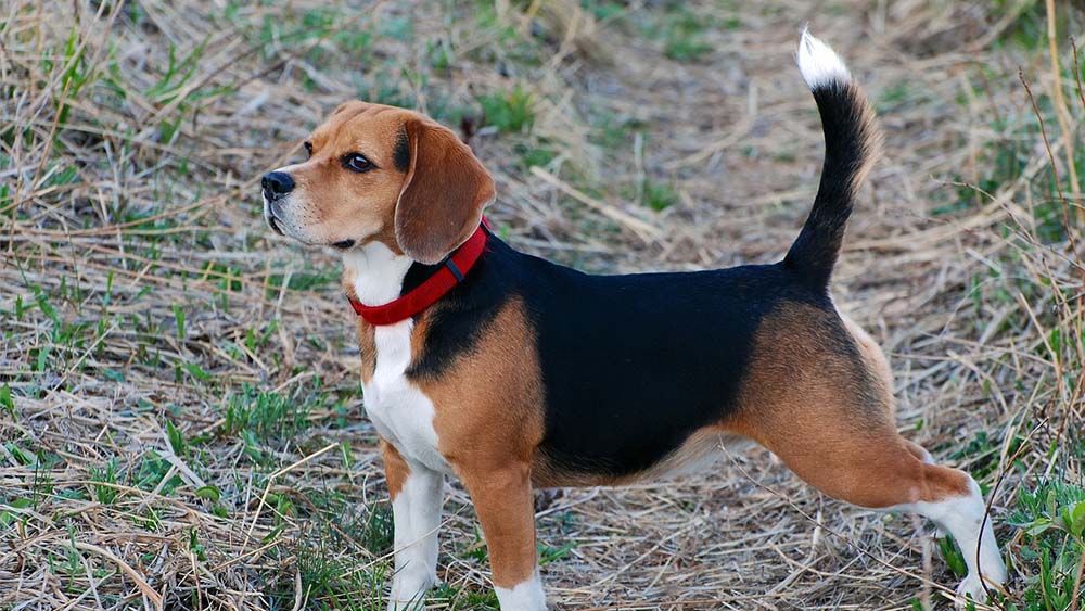 【飼い主必見】犬の尻尾から情報を読み取り適切な行動を目指そう