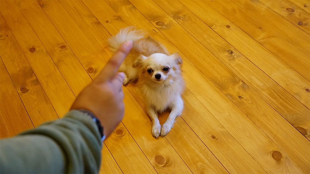 コマンドトレーニングのコツは”行動”ではなく”合図”を理解すること