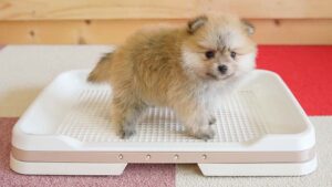 犬のトイレトレーニングにはコツがある！成功のポイントを伝授