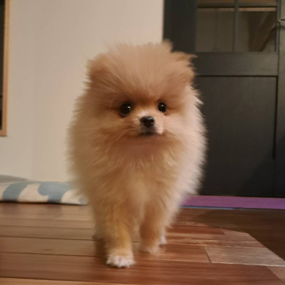 【生後５７日から密着】ポメラニアン「岳くん」のトレーニング記録