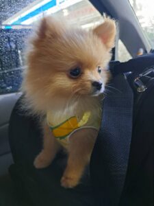 【生後５７日から密着】ポメラニアン「岳くん」のトレーニング記録3