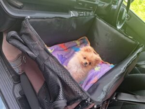 【生後５７日から密着】ポメラニアン「岳くん」のトレーニング記録４