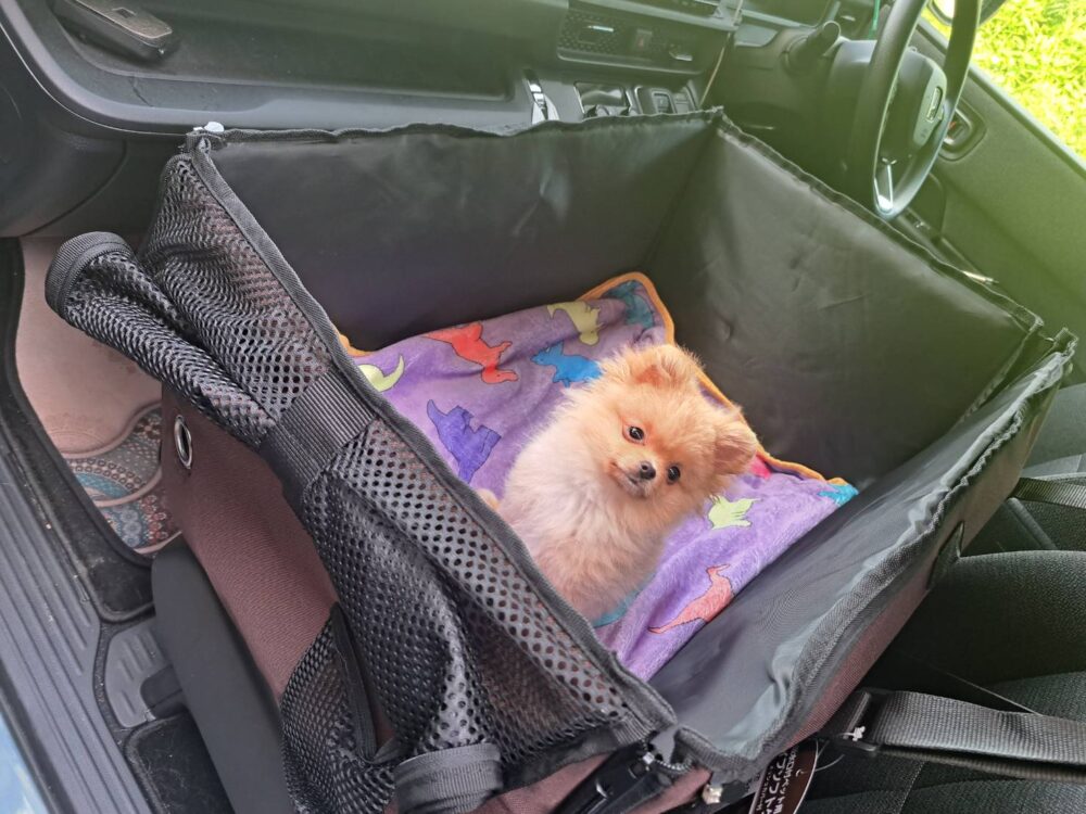 【生後５７日から密着】ポメラニアン「岳くん」のトレーニング記録４