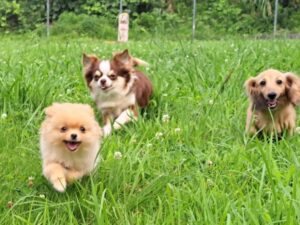 【生後５７日から密着】ポメラニアン「岳くん」のトレーニング記録６