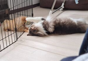 【生後５７日から密着】ポメラニアン「岳くん」のトレーニング記録５