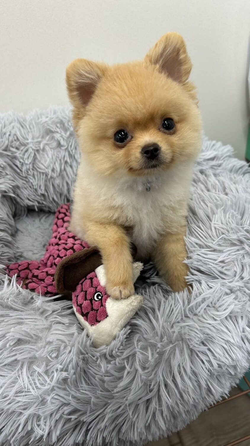 【生後５７日から密着】ポメラニアン「岳くん」のトレーニング記録７