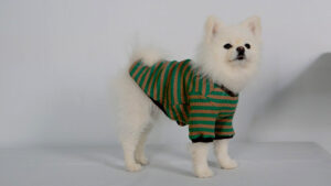 犬に服を着せたいのに嫌がってしまう原因と着せ方について解説