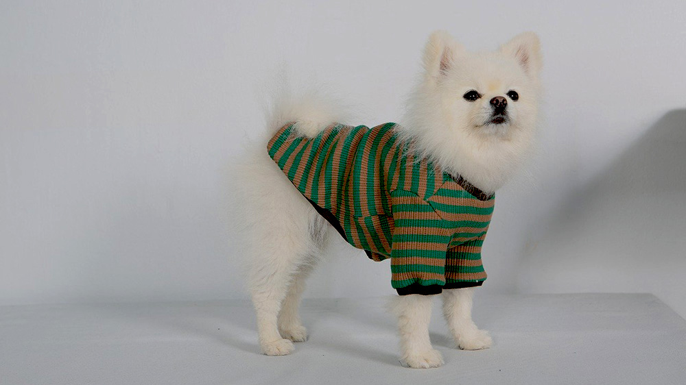 犬に服を着せたいのに嫌がってしまう原因と着せ方について解説