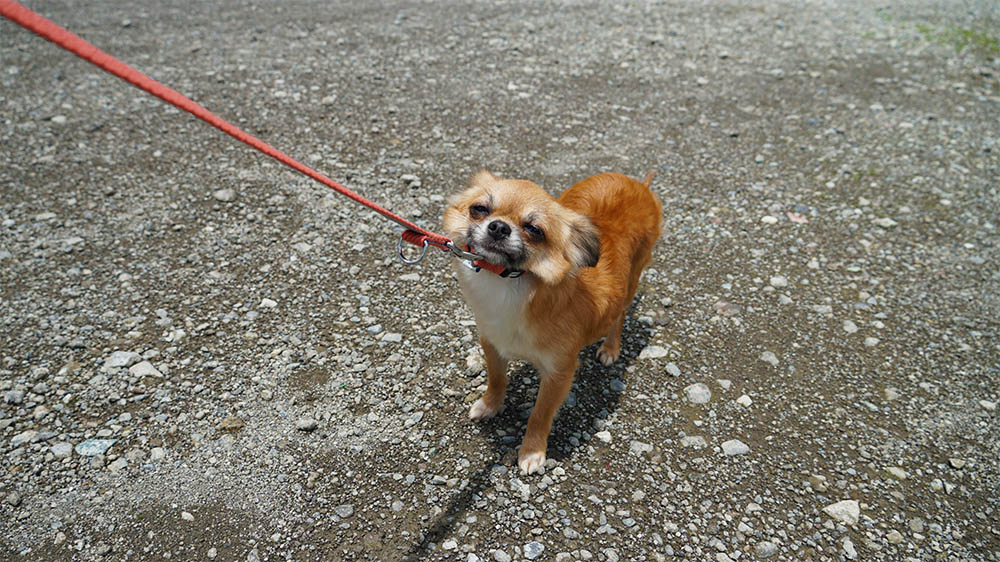 なぜ犬は散歩中に動かなくなるの？伏せや座り込む理由と対処法を解説